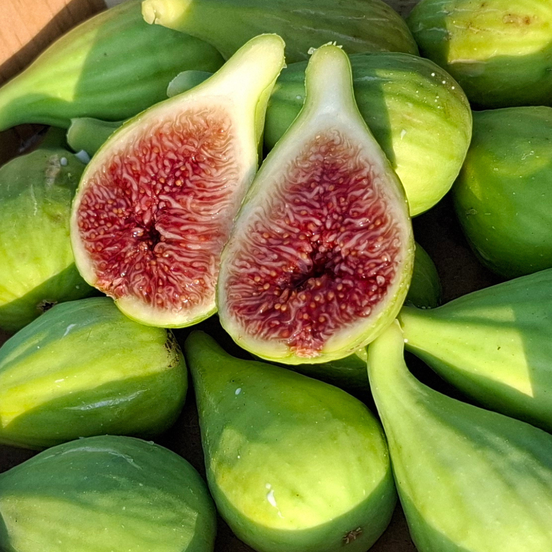 Fichi Grottaminarda
