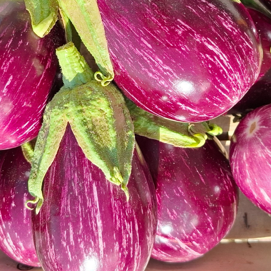 Melanzane striate