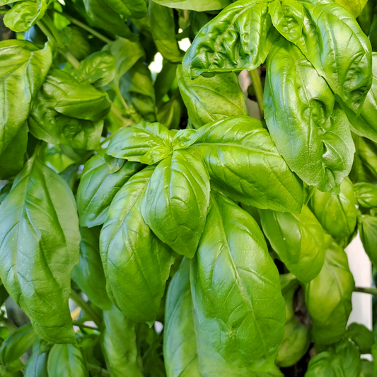 Basilico bioponico