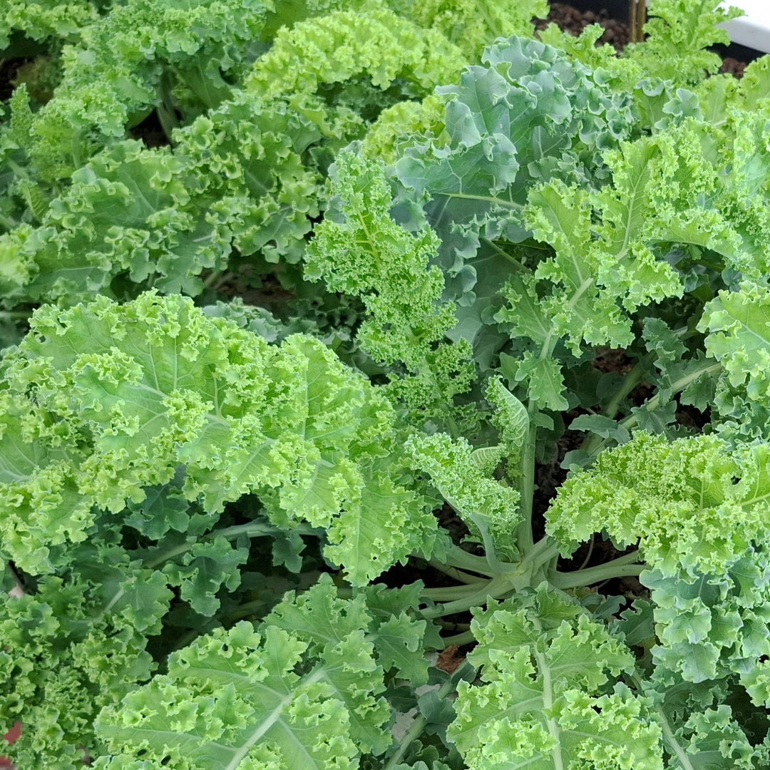 Cavolo riccio
