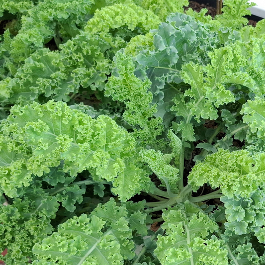 Cavolo riccio
