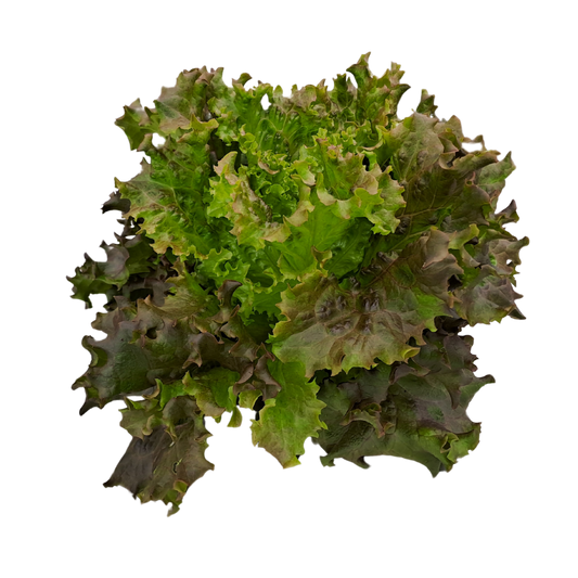 Lattuga gentilina rossa