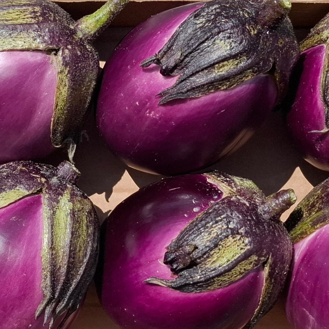 Melanzane violette
