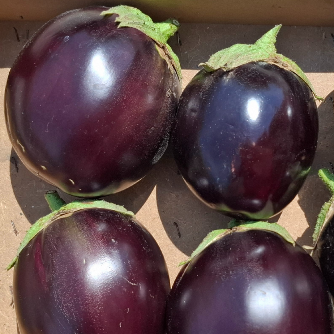 Melanzane globose