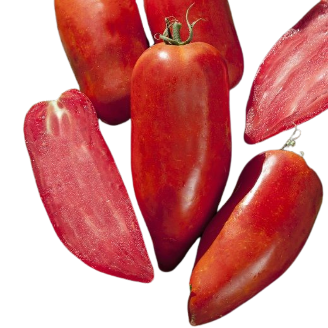 Pomodori tipo San Marzano