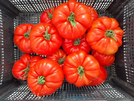 Pomodori cuor di bue
