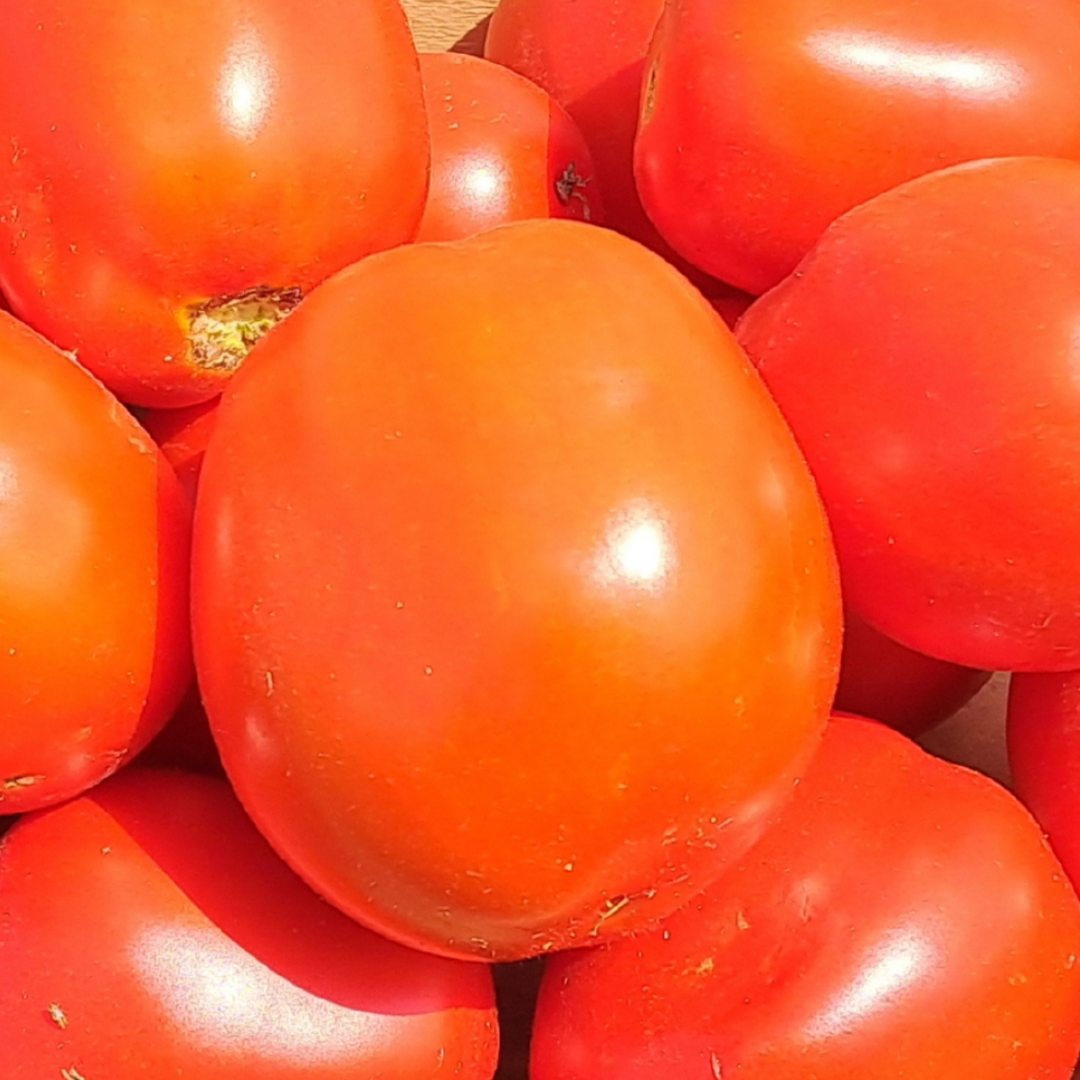 Pomodori da salsa