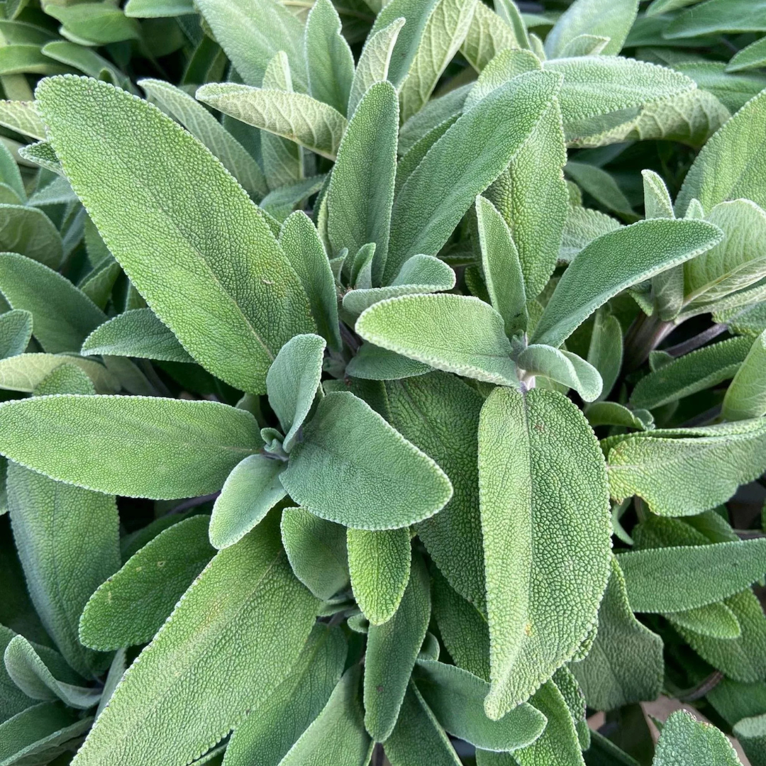 Salvia