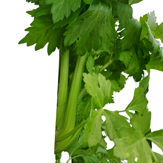 Sedano