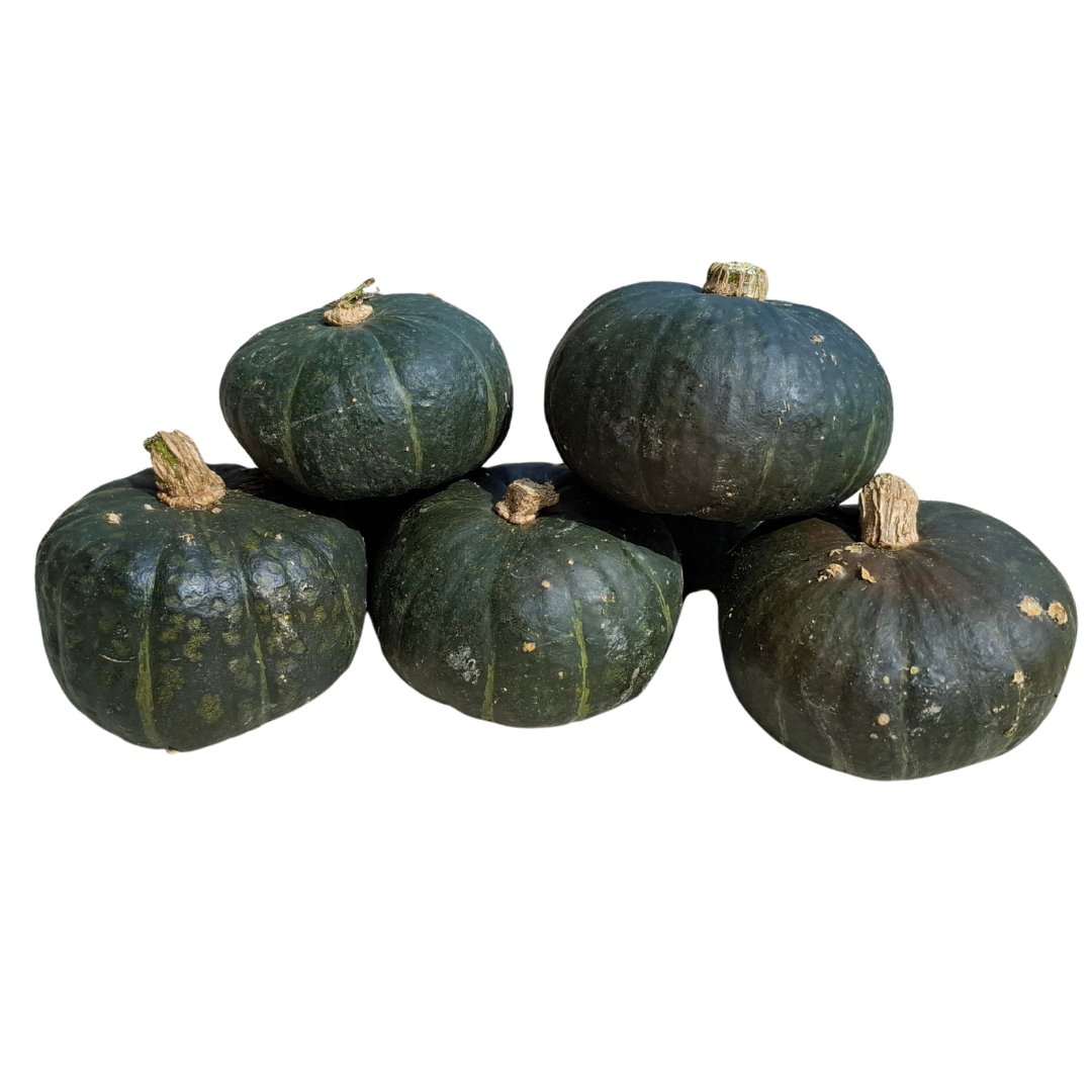 Zucca delica