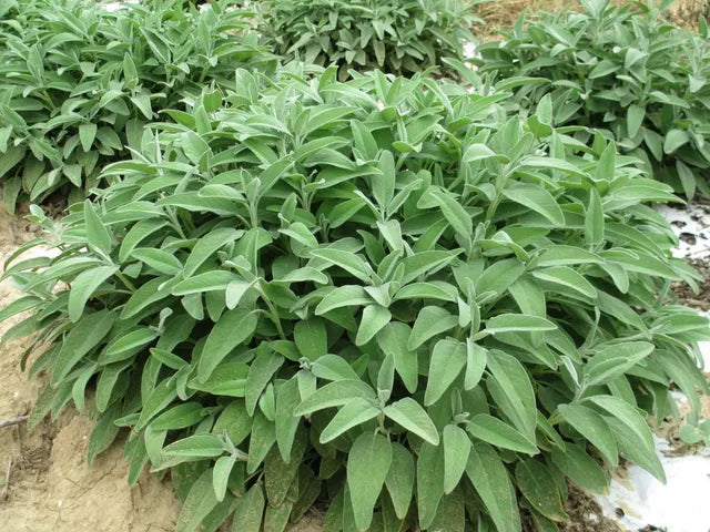 Salvia